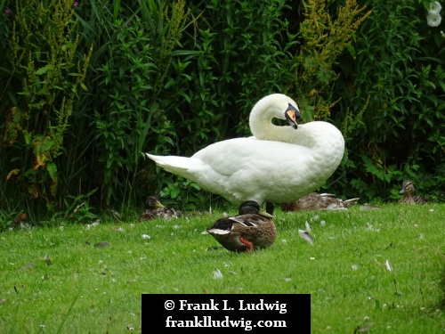 Phoenix Park, Dublin